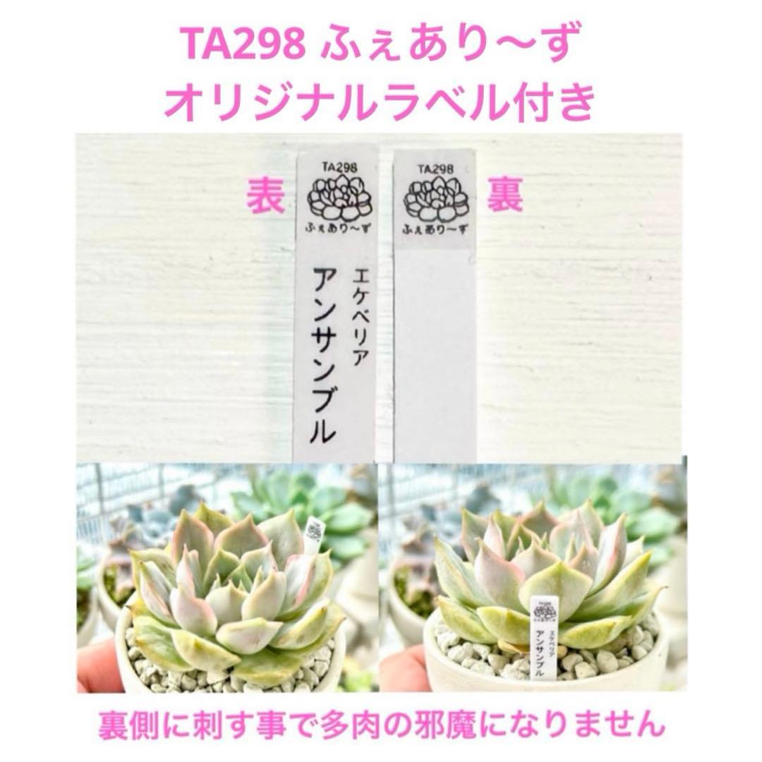 【パクさん苗@2980】アウセル