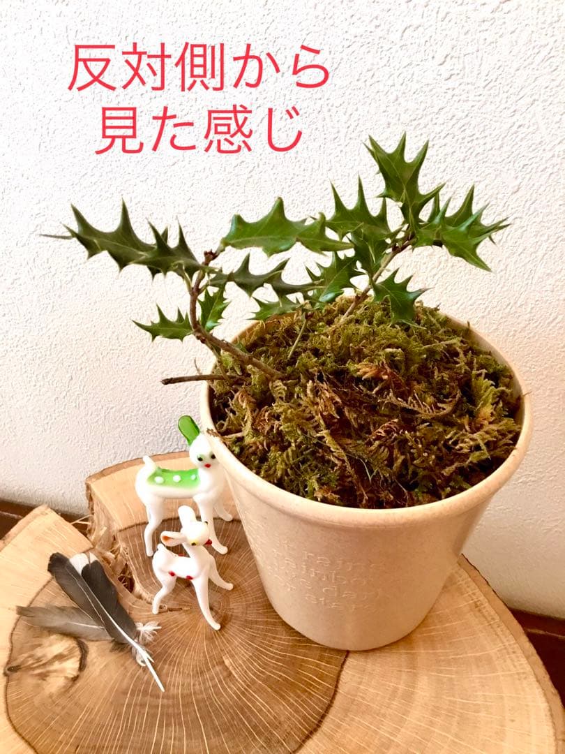 【完売】元気いっぱい！【可愛い天然野生の柊さん】柊/ヒイラギ/ひいらぎ