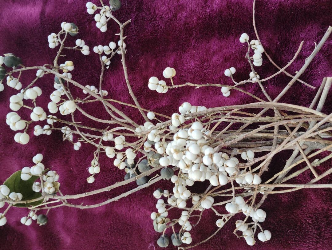 ナンキンハゼの実。2025.初物。35本。素材パーツ。スワッグ。 - メルカリ