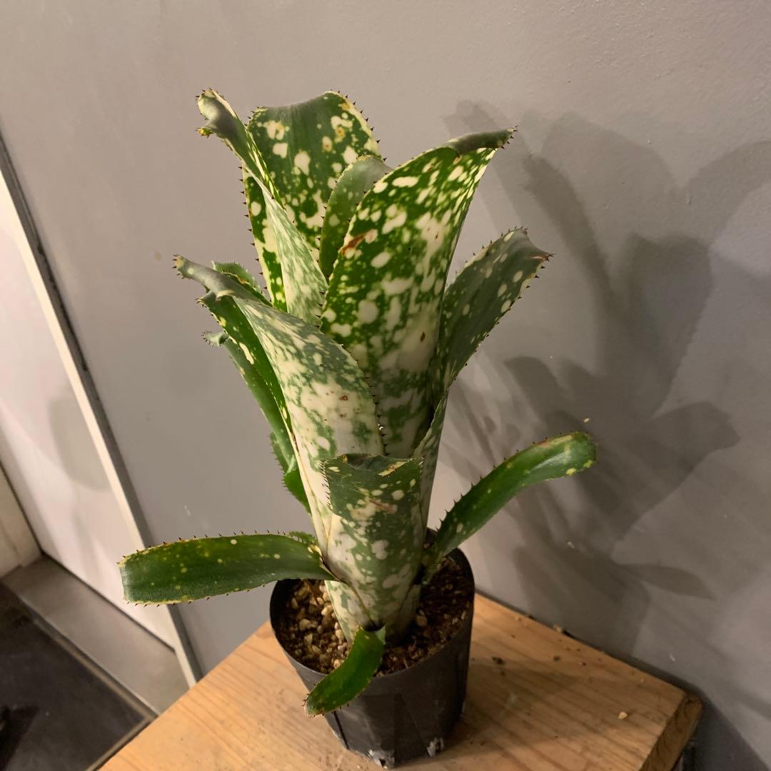 ビルベルギア topeaite 子株付き - メルカリ