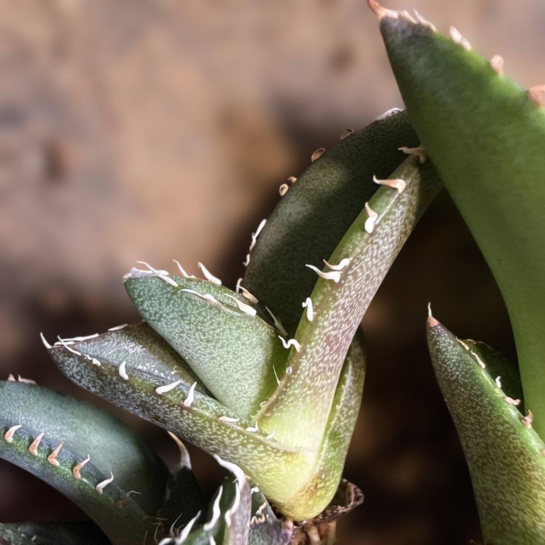 Z 6株セット アガベ 青葉 オテロイ実生 選抜 チタノタ オアハカ - メルカリ