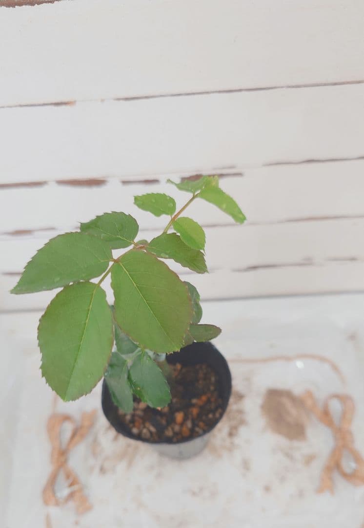 ❀Aliceꫂ ၴႅၴさま❀　バラ　苗　切り花品種　幻想的な色あい　 る