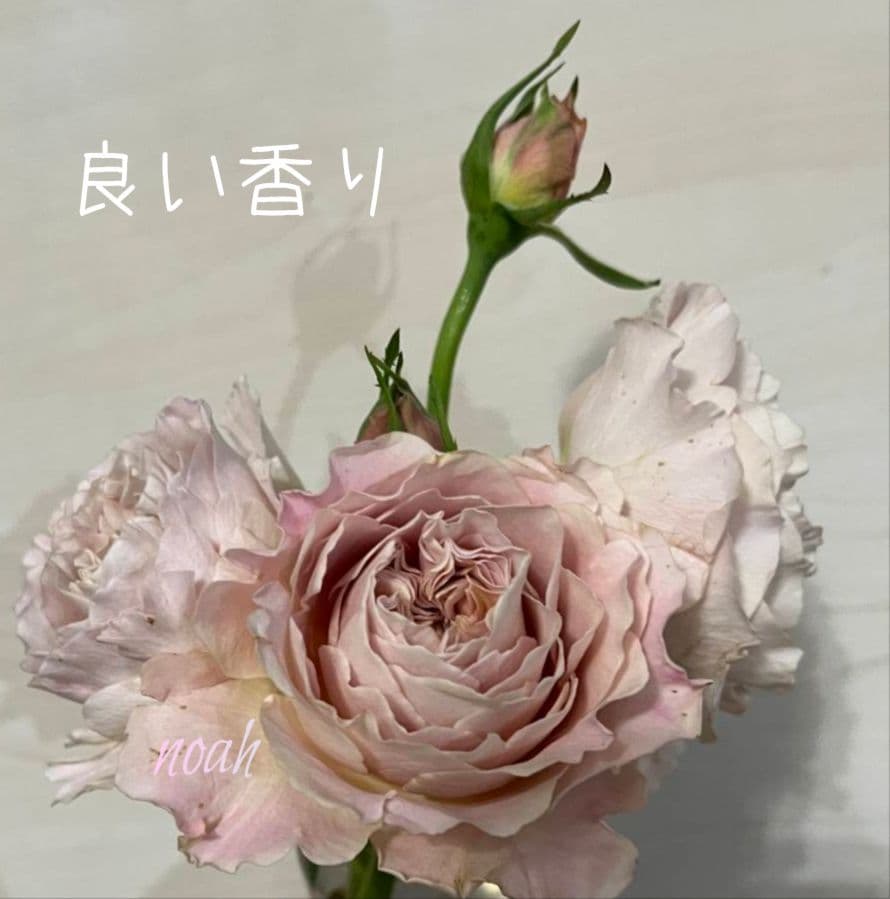 ❀Aliceꫂ ၴႅၴさま❀　バラ　苗　切り花品種　幻想的な色あい　 る