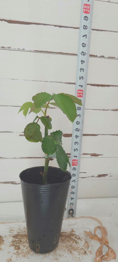 ❀Aliceꫂ ၴႅၴさま❀　バラ　苗　切り花品種　幻想的な色あい　 る