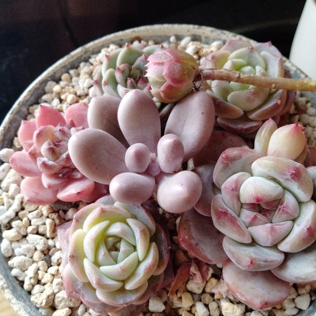 多肉植物❦.:*カット苗ꕤ*. - メルカリ