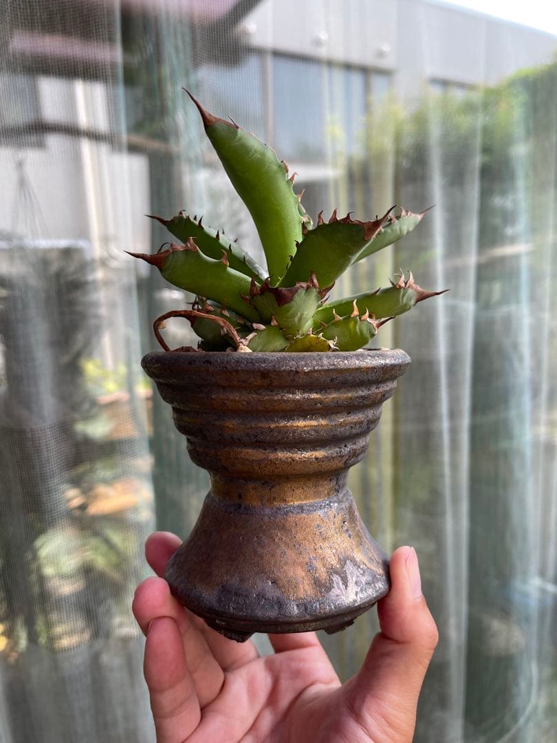 人気作家鉢　陶器鉢　ブランド鉢　徒長ネームド株アガベ付き 2025年最新版】ただただアガベ/塊根に合わせたい陶器鉢 まとめ※個人