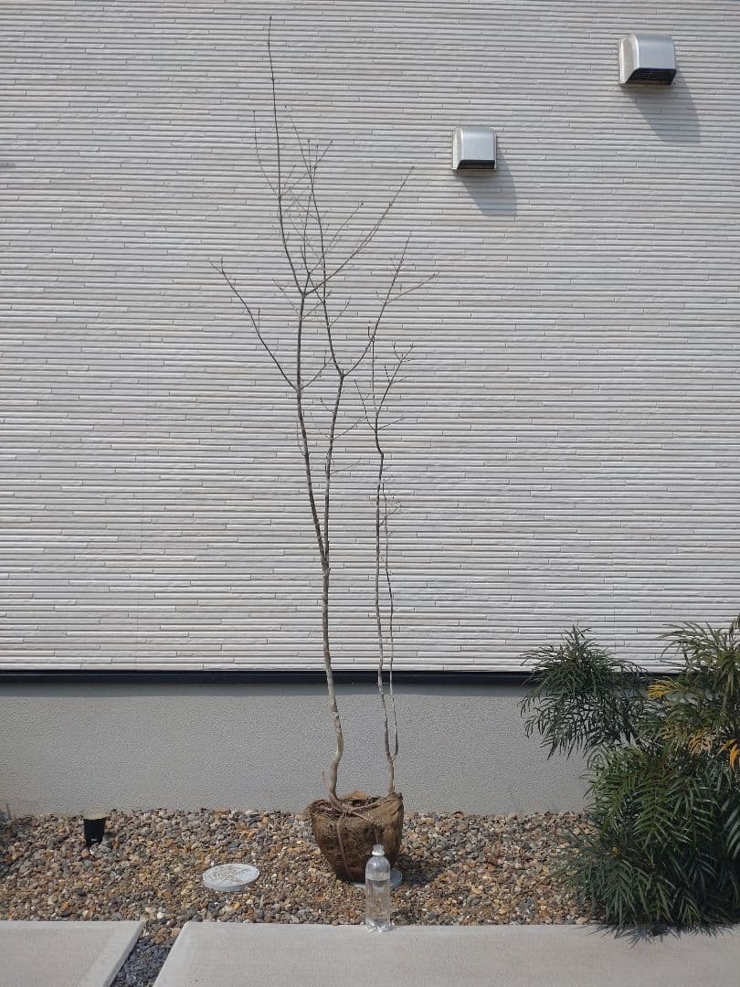 【株立ち・美白斑点模様】アオダモ A250402 【茨城直接引渡し可】山採り 楽天市場】山採り【アオダモ】 株立ち 自然樹形 コバノトネリコ 樹高H