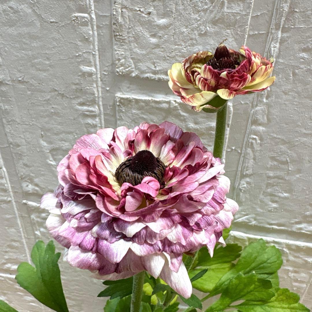 現品】ラナンキュラス♡綾園芸♡イカロスパープル♡3.5号♡ポットごと