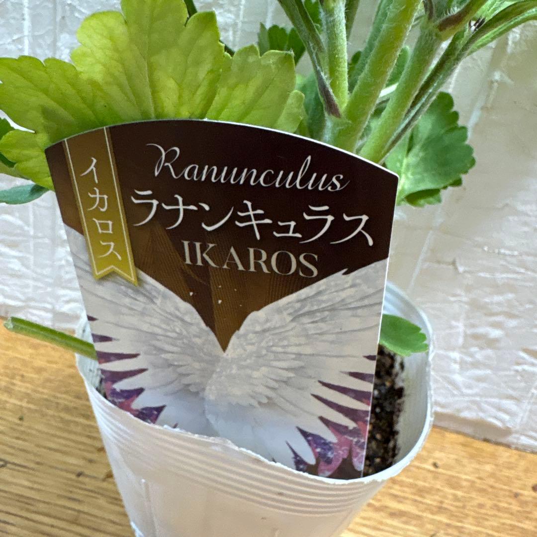 現品】ラナンキュラス♡綾園芸♡イカロスパープル♡3.5号♡ポットごと