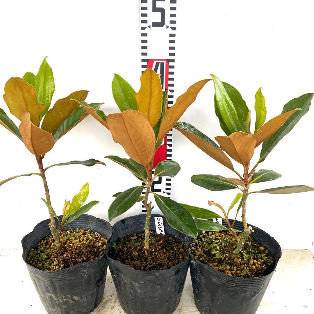 14. リトルジェム 泰山木 タイサンボク 苗 苗木 小型品種 - メルカリ