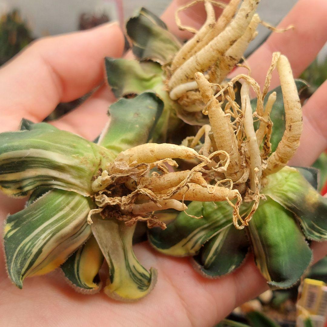 特価】ハオルチア 天空の境錦 極上縞斑 大株3株セット - メルカリ