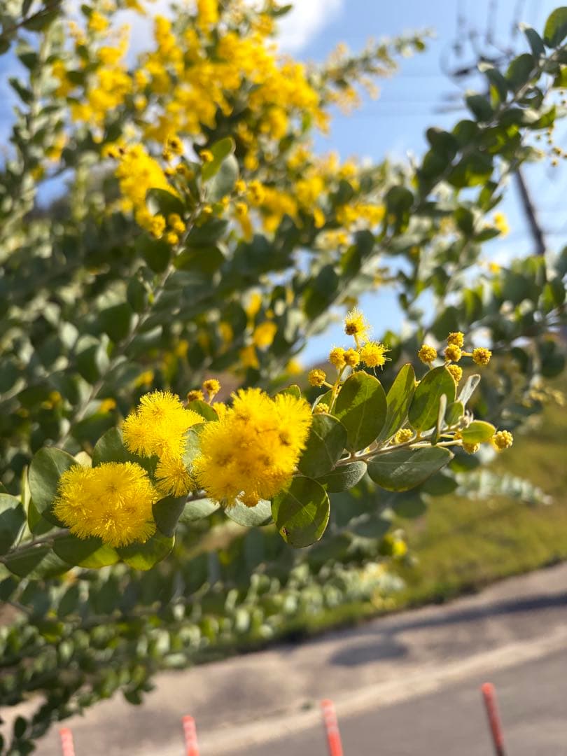 引き取り限定】パールアカシア ミモザ ドライフラワー シルバーリーフ