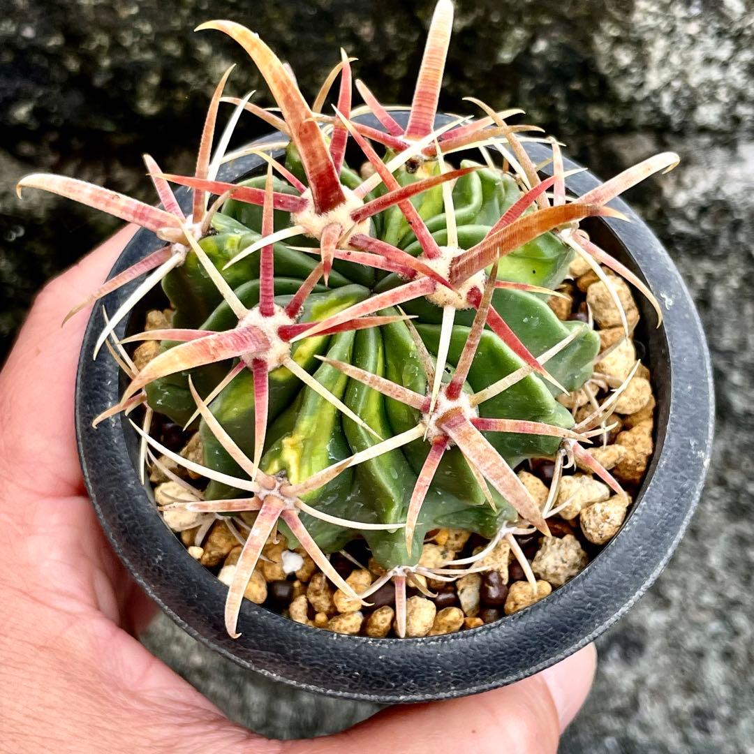 良型 フェロカクタス ラティスピナス 