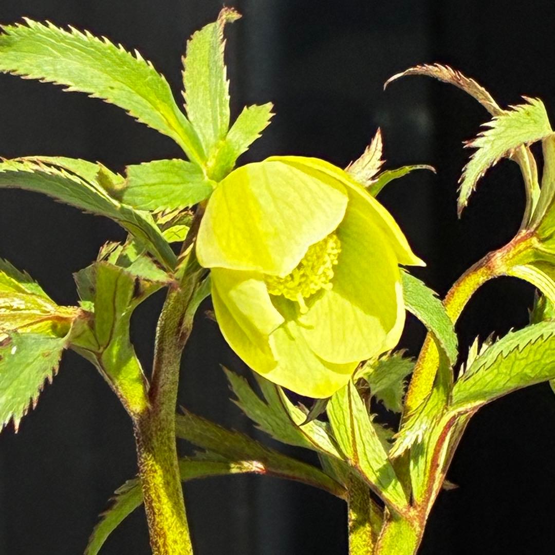 u*0様 3454☘️限定1株☘️未株分け☘️花付き☘️⭐️bocconei ⭐