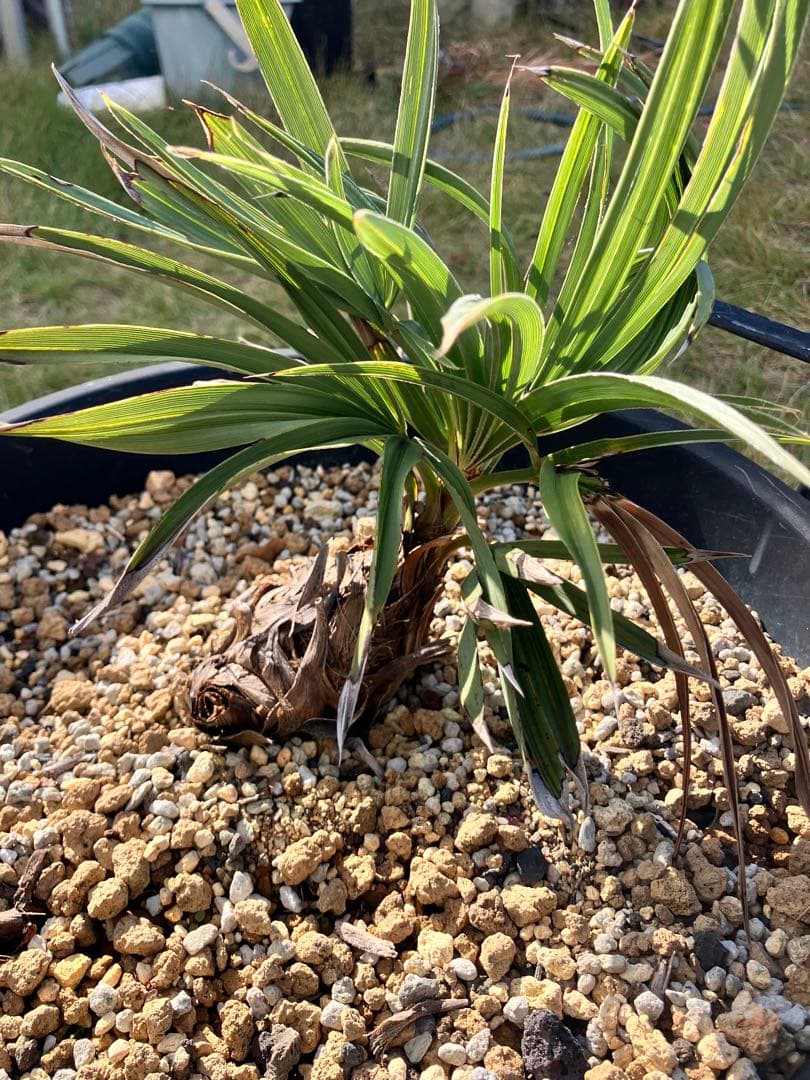 トリスリナックスカンペストリ　トリスリナクス　ヤシ