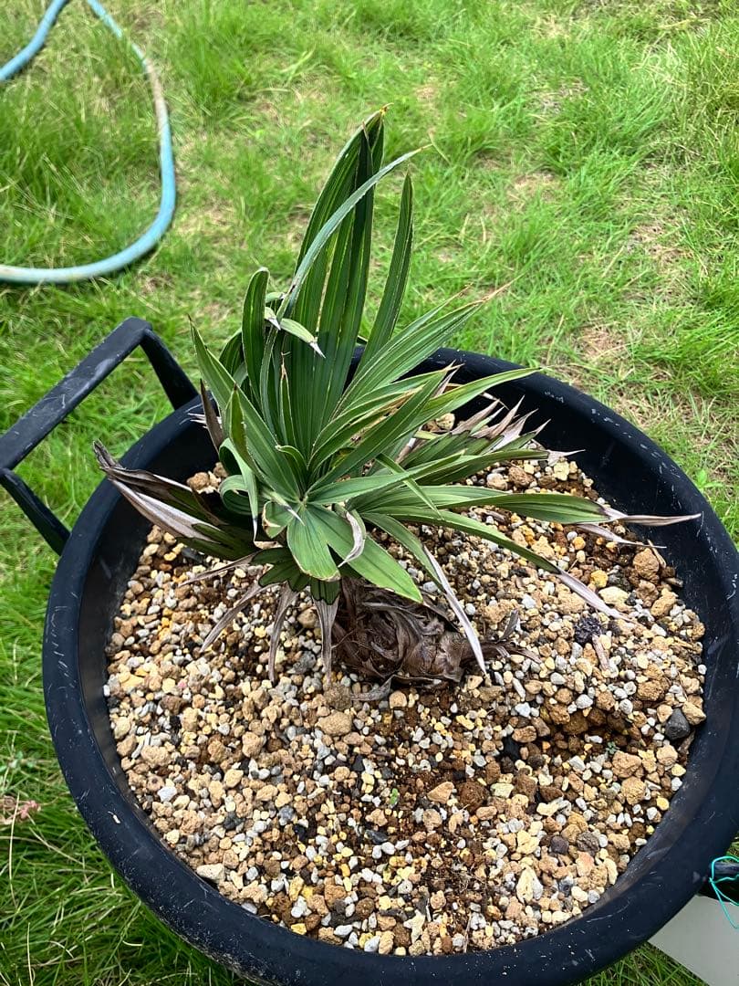 トリスリナックスカンペストリ　トリスリナクス　ヤシ