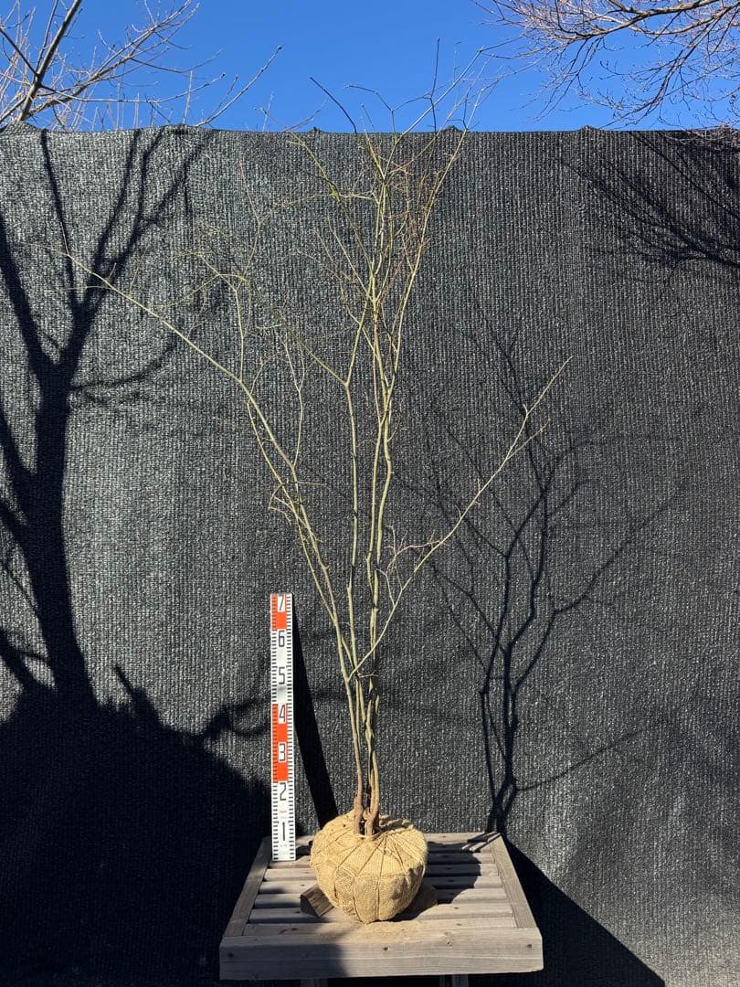 山採り　ヤマモミジ　株立ち　美幹　自然樹形　【品番3527】 楽天市場】【現品】山採り【ヤマモミジ】紅葉 本株立ち 自然風樹形