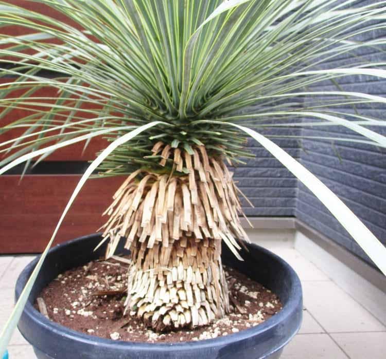 現品】完全発根済 ユッカ ロストラータ 12号鉢 A9番 - メルカリ