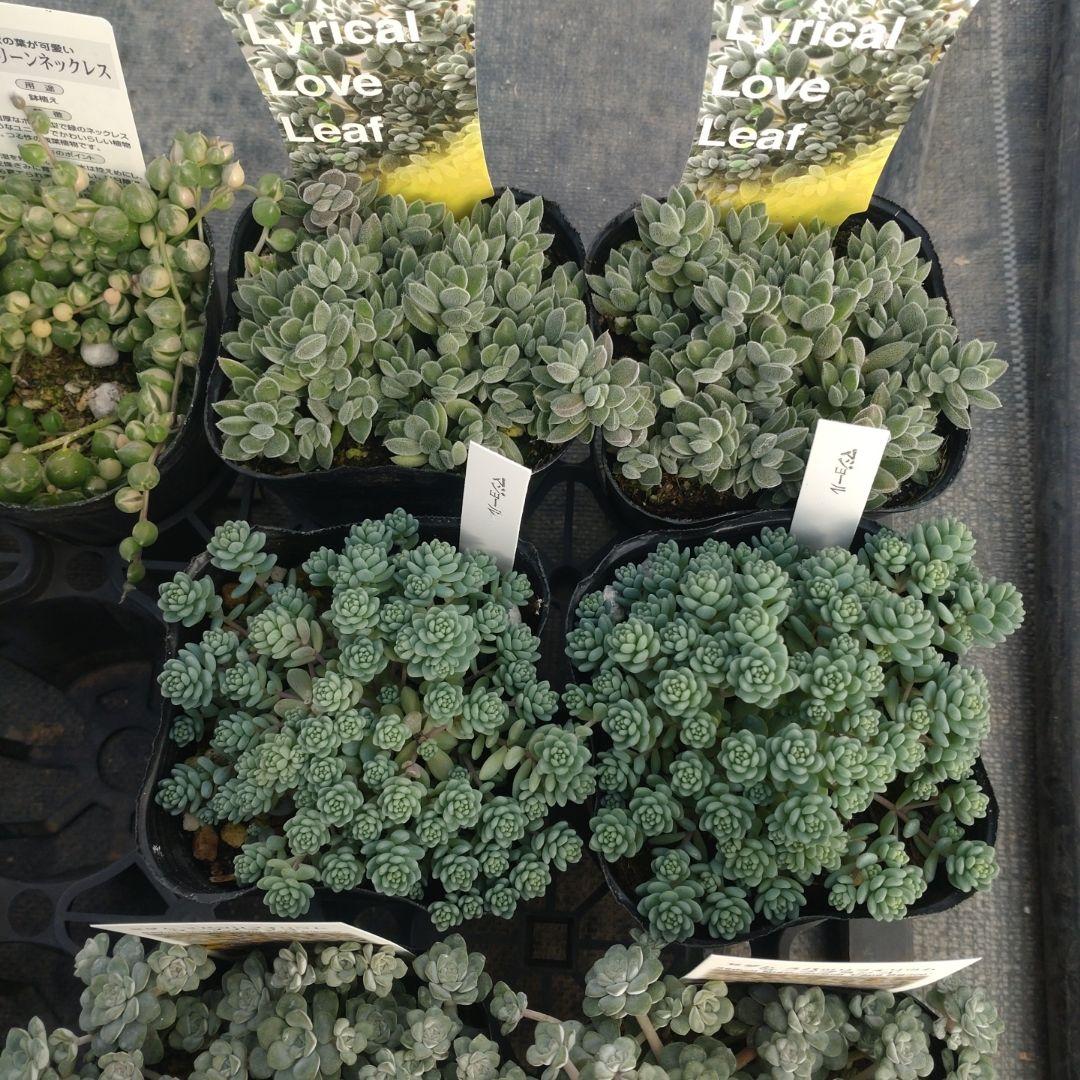 るるれれろさん専用