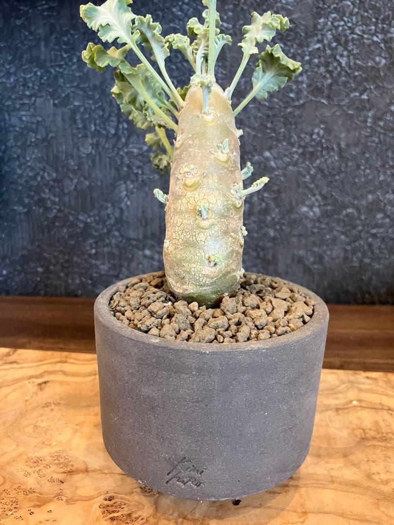 ペラルゴニウム クリンガルドテンセ 実生 Kimihiro Plants 鉢付き