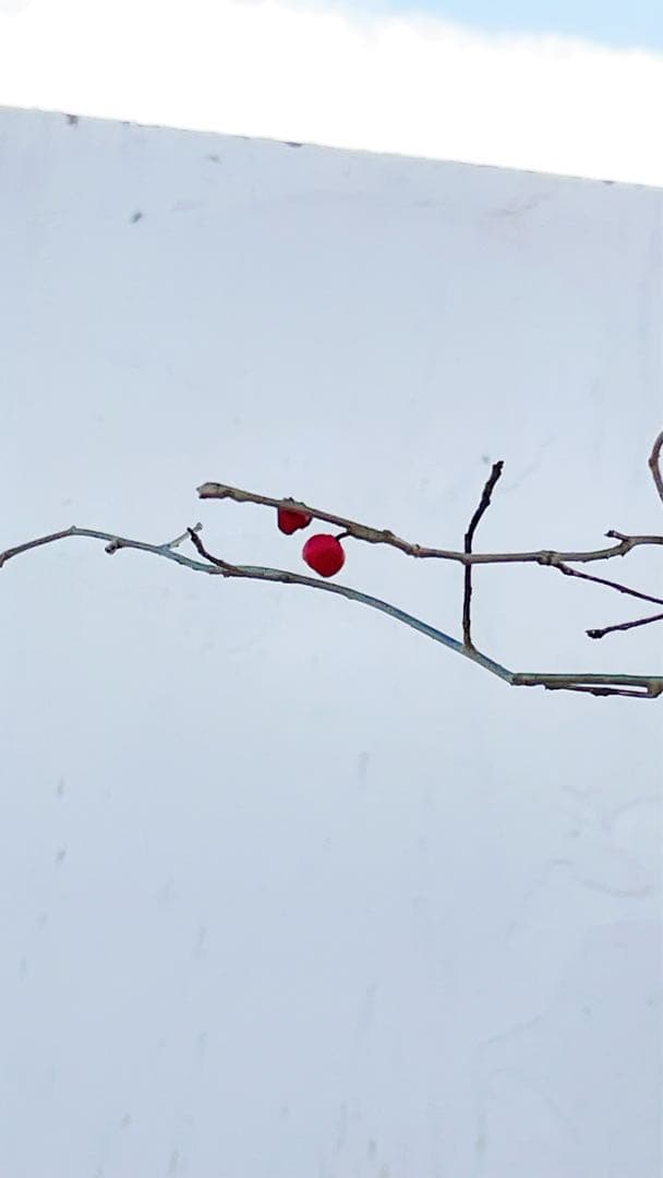 逸品。山採りウメモドキ(雌株)2.5M(鉢底から)