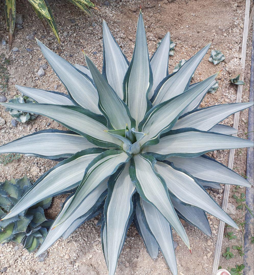 アガベ クイックシルバー 子株➀ - メルカリ