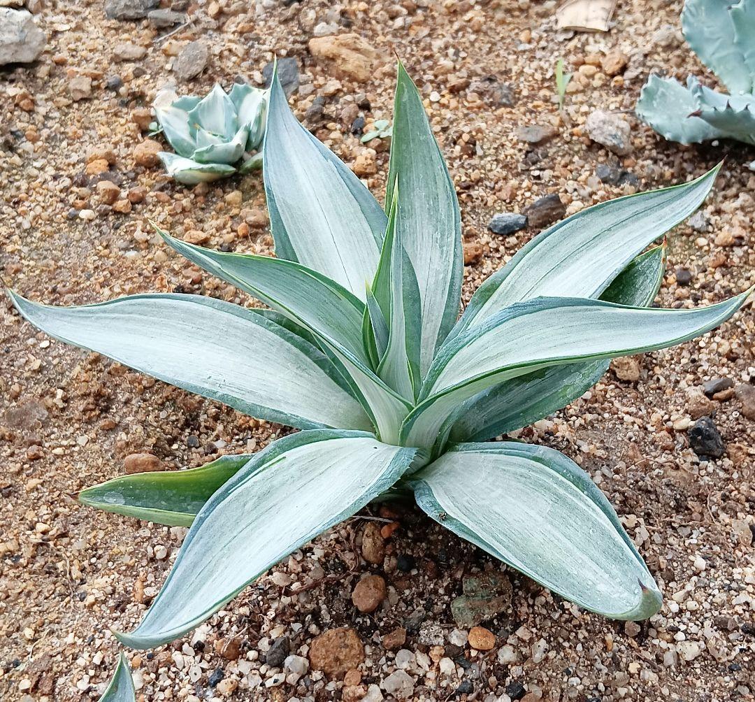 アガベ クイックシルバー 子株➀ - メルカリ