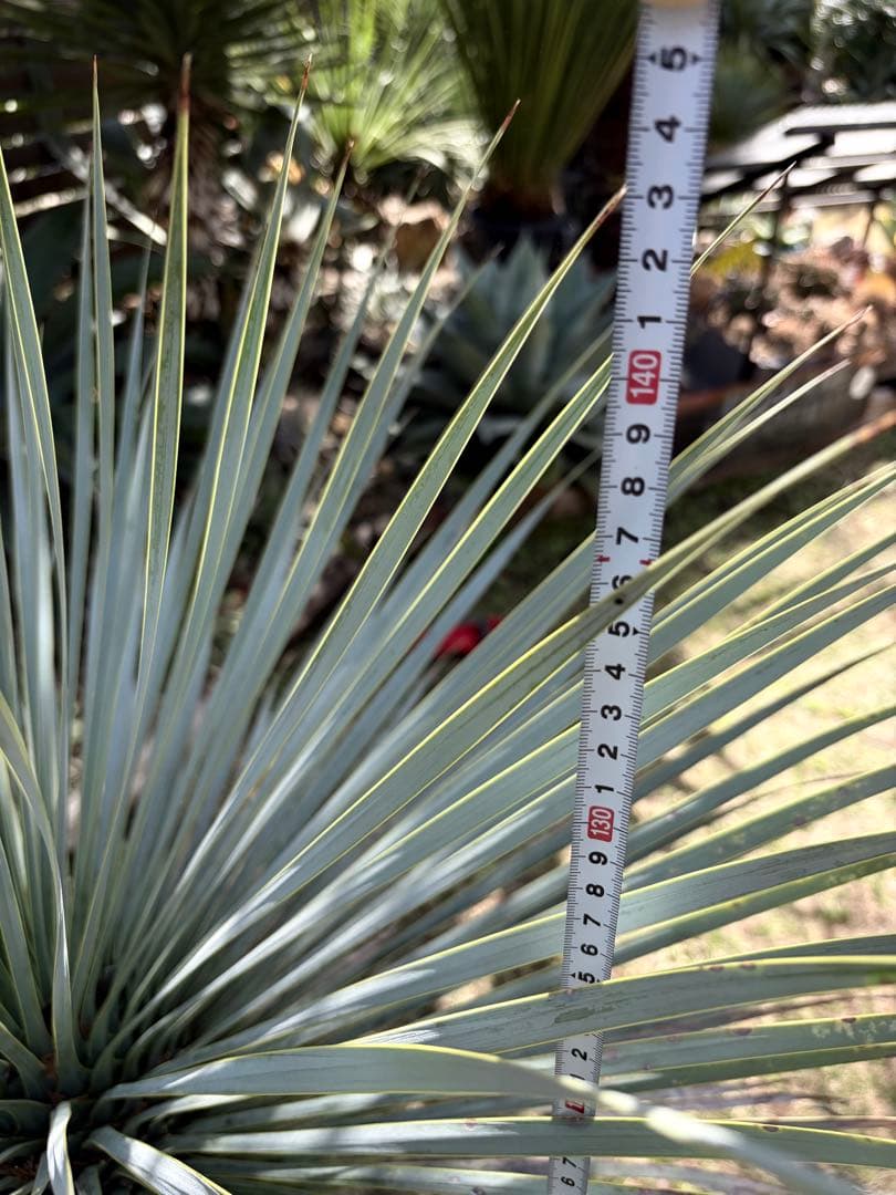 耐寒性ユッカロストラータ幹立ち大株◇ドライガーデン多肉サボテン南国