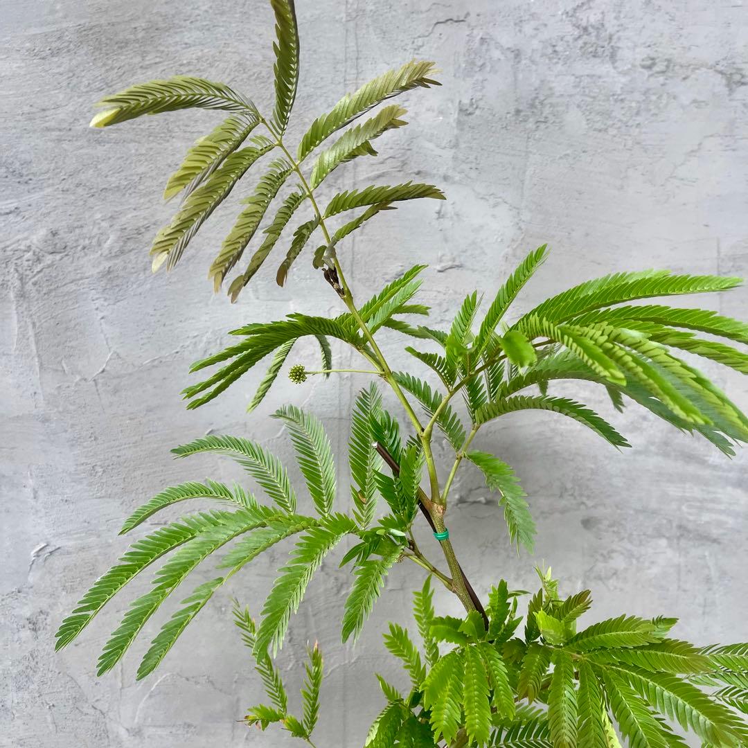 エバーフレッシュ 曲がり 天然苔 盆栽仕立て 陶器鉢 植え込み発送