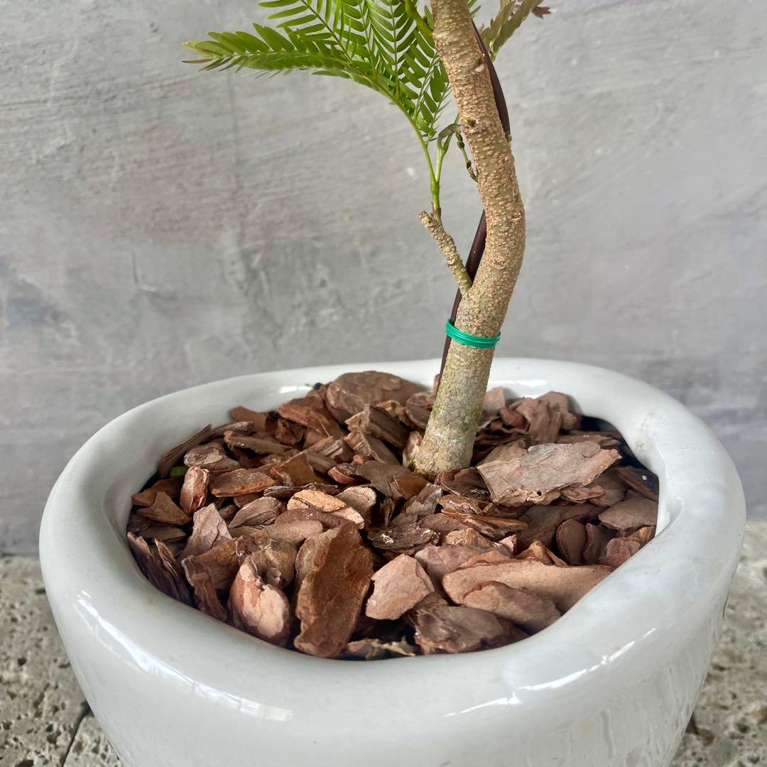 エバーフレッシュ 曲がり 天然苔 盆栽仕立て 陶器鉢 植え込み発送