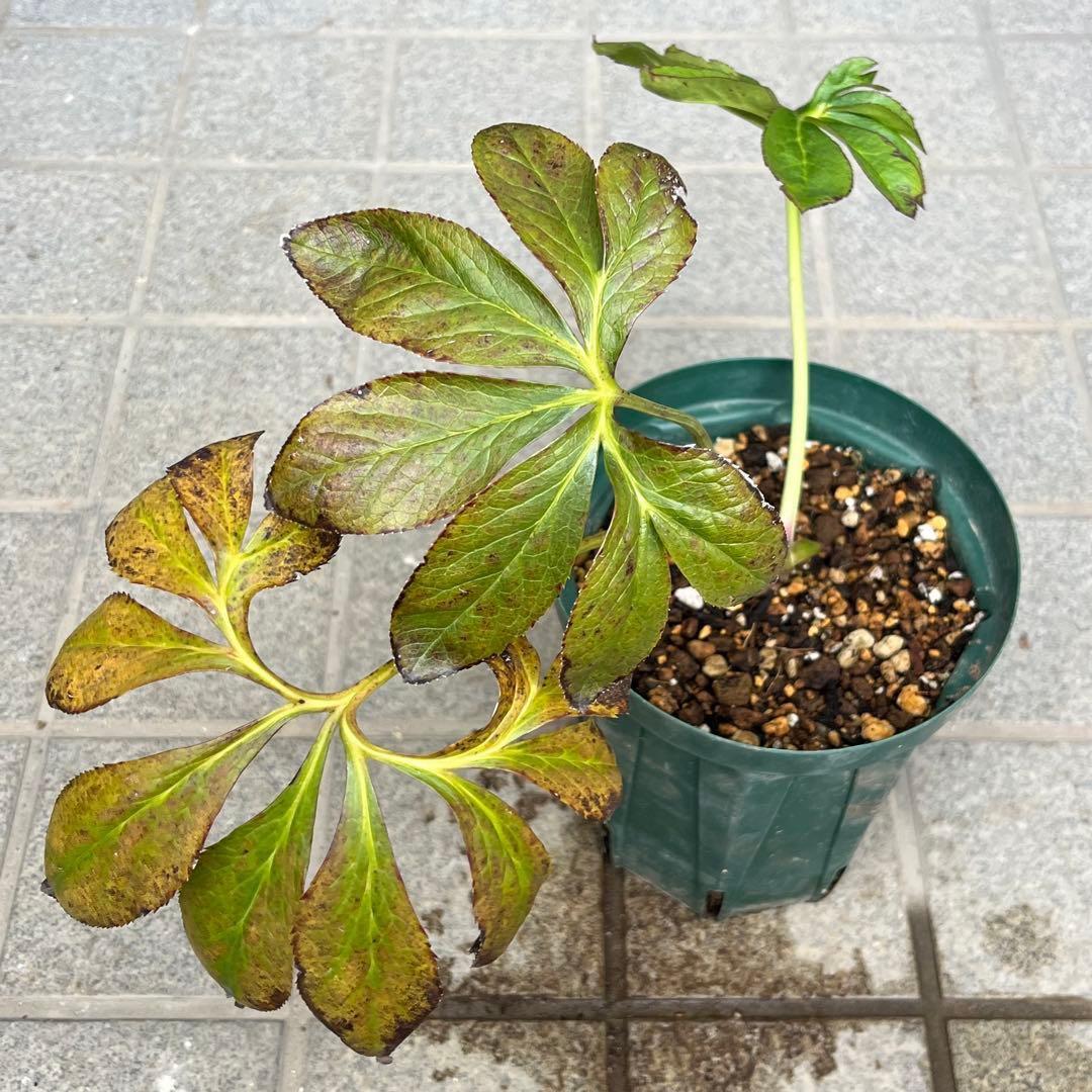 ヒ*ロ様 ☘️ラスト2☘️❤️根充実❤️しっかり新芽元気株❤️601【Ash】【