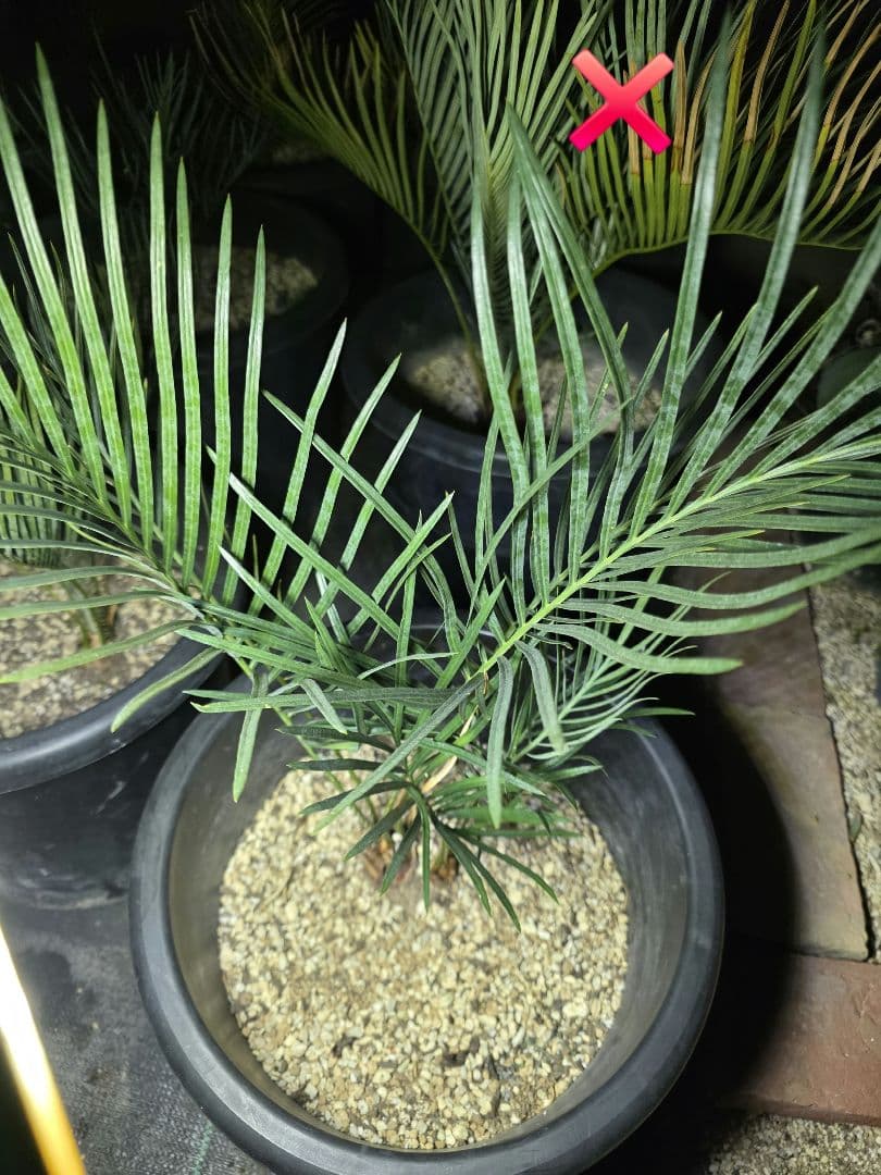 サイカスコッツシアーナ （ダブルヘッド）