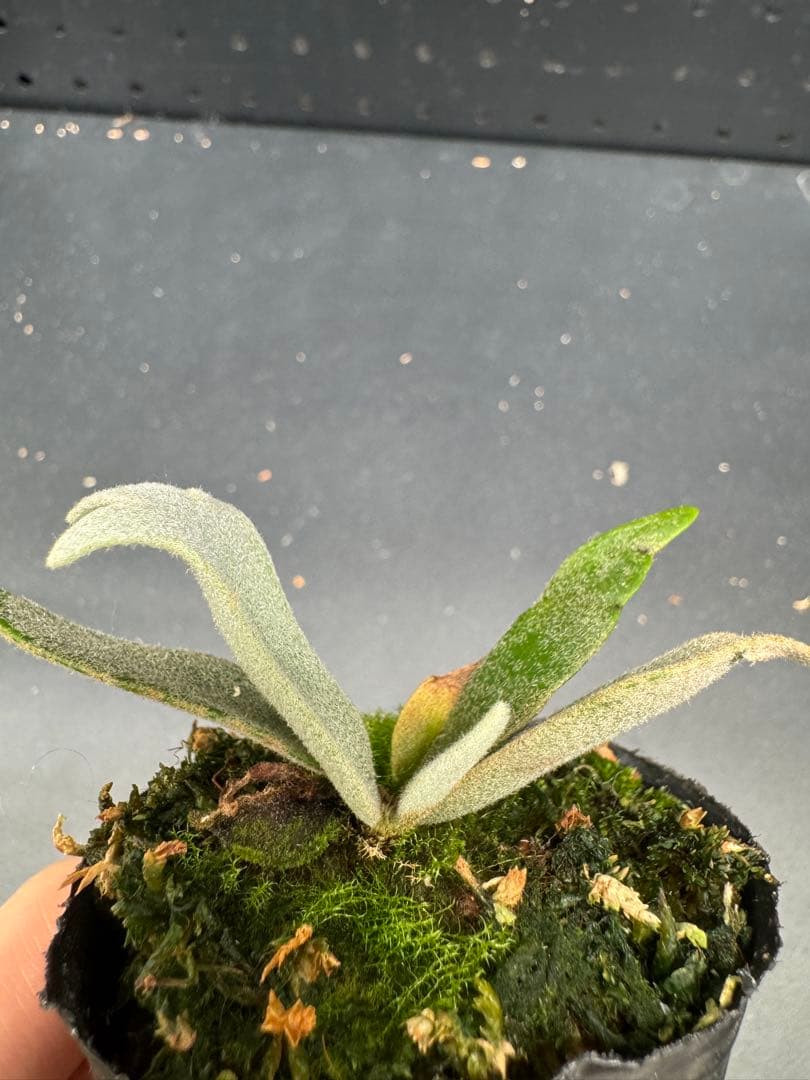 ビカクシダ P. willinckii Jenny TC #030 - メルカリ