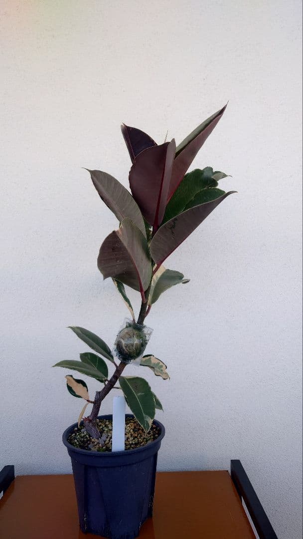 フィカス エラスティカ ドリーミーアサヒ ※発根済 - メルカリ