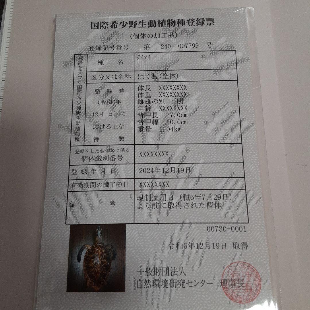 うみがめ剥製 国際希少野生動植物登録票有り - メルカリ