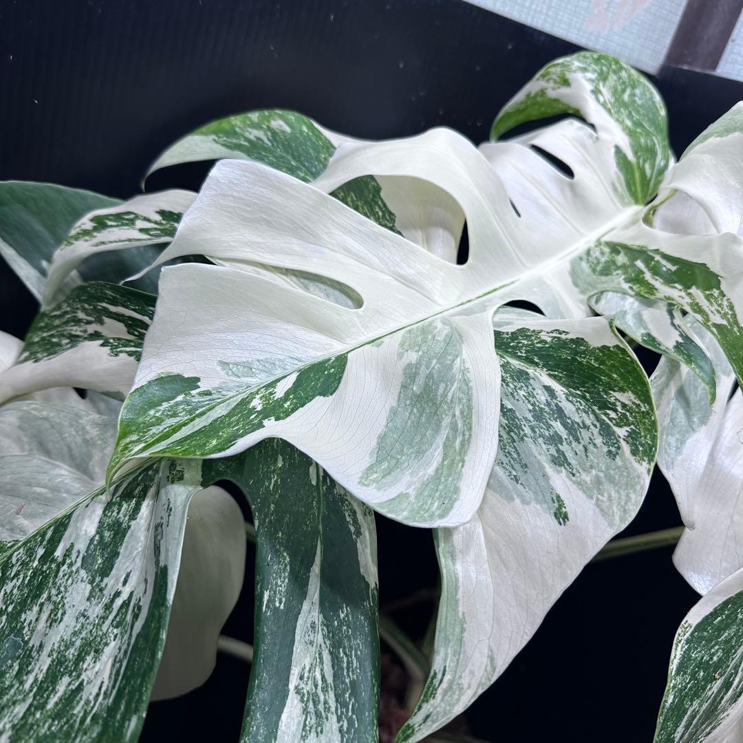 斑入りモンステラ ホワイトタイガー極美大株74cm白斑多 - メルカリ