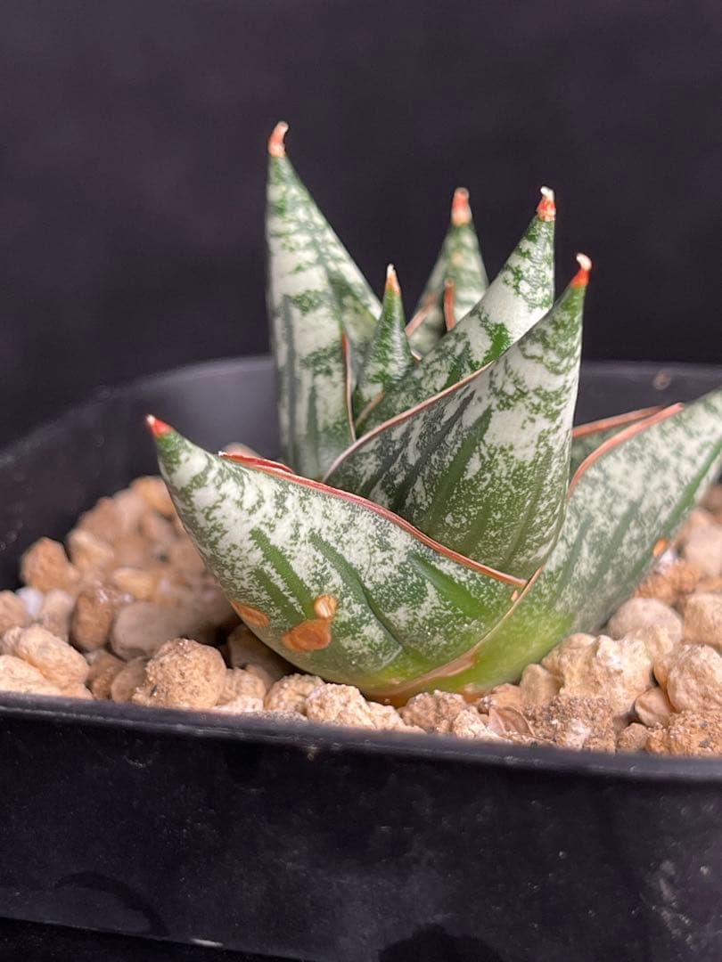 EMP サンセベリア ニアパット ドワーフ / 小型種 SA397