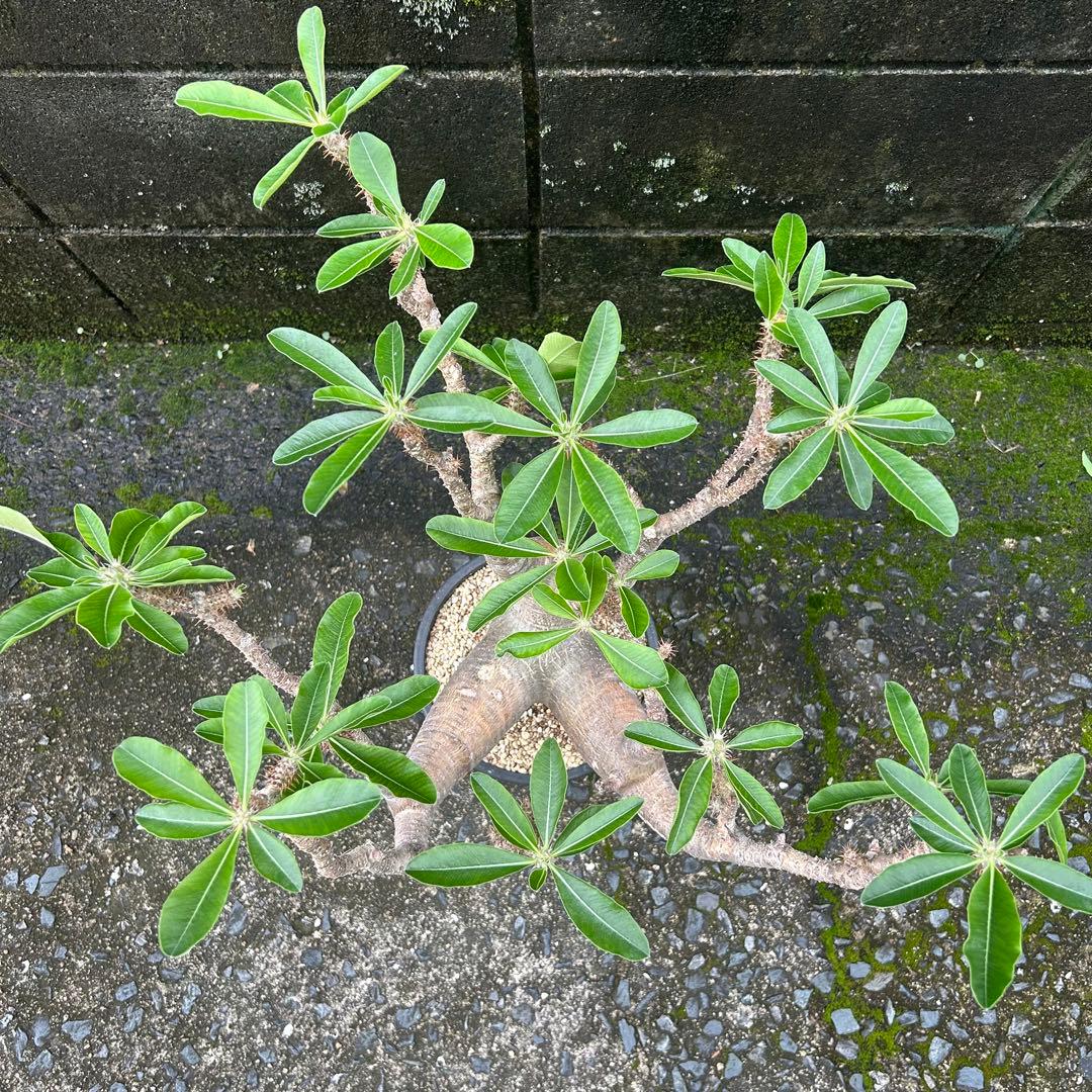 パキポディウム マカイエンセ 現地球 特大株 塊根植物 ビザール