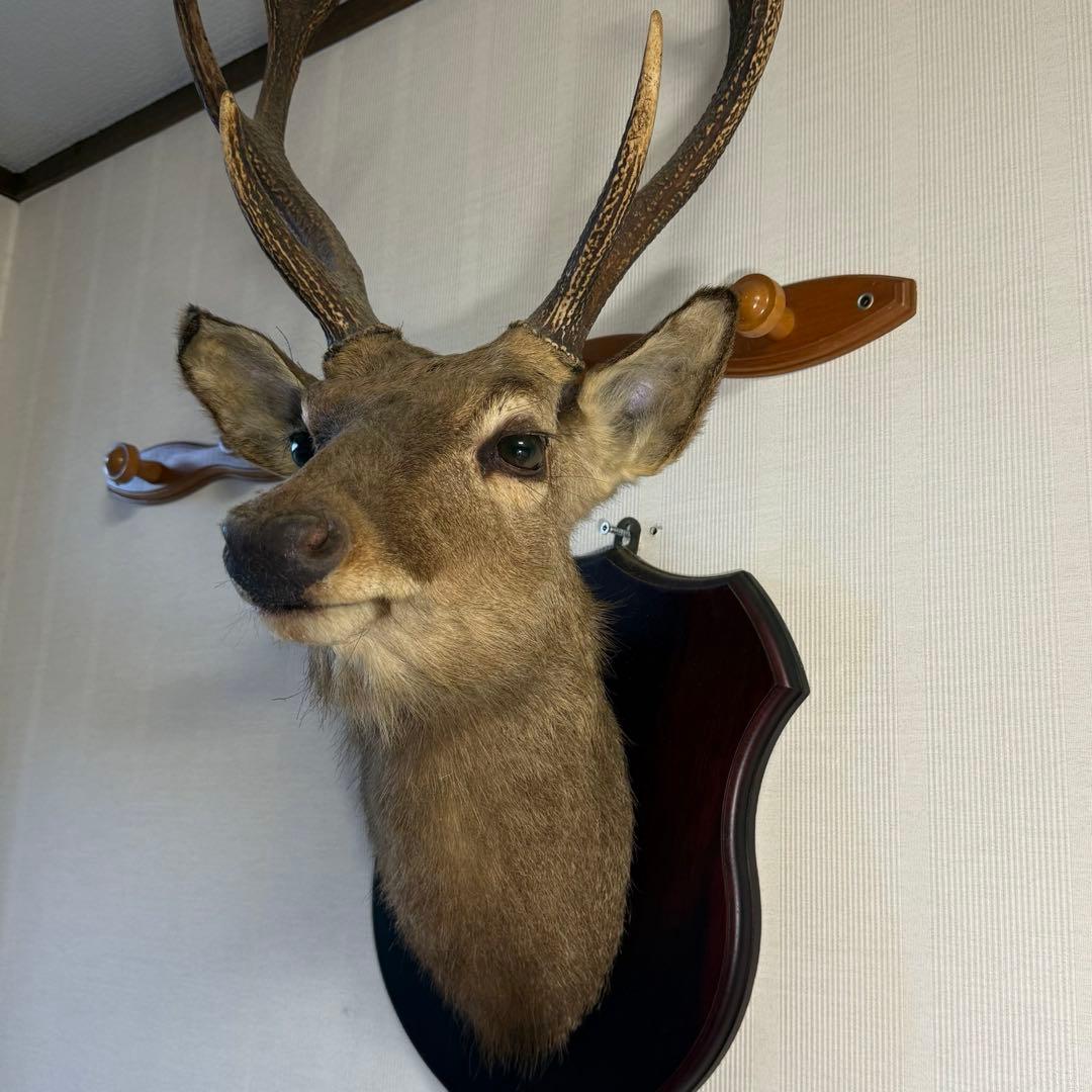 日本鹿 ニホンシカ② 伊豆半島 鹿角 剥製 壁掛け ハンティング