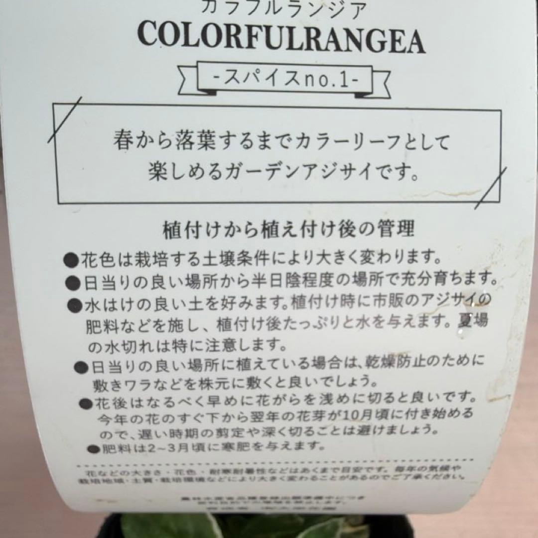 【斑入り】カラフルランジア　スパイス　No.1 ポット苗《10/9》
