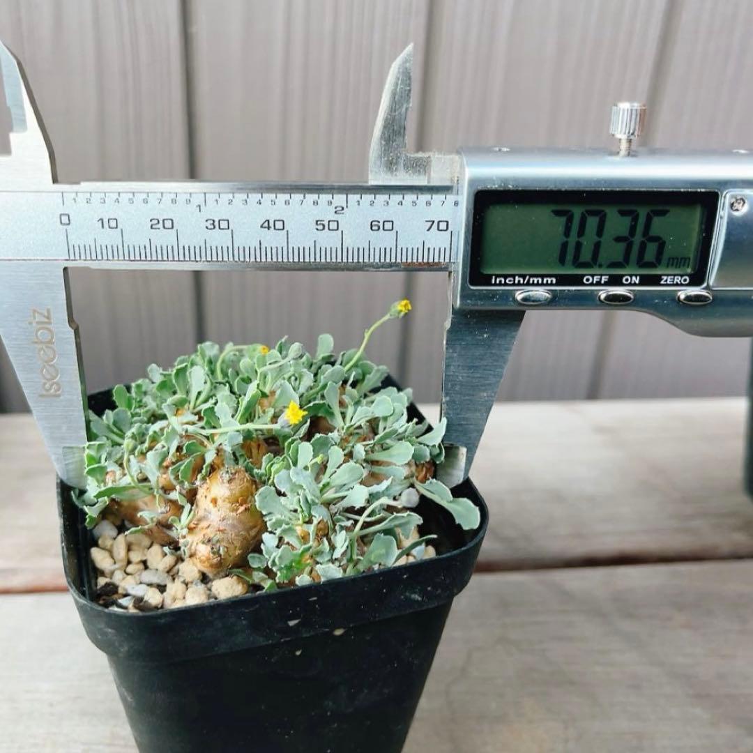 《期間限定販売❗️》『オトンナ カカリオイデス　現地球』極美特大株　発根済