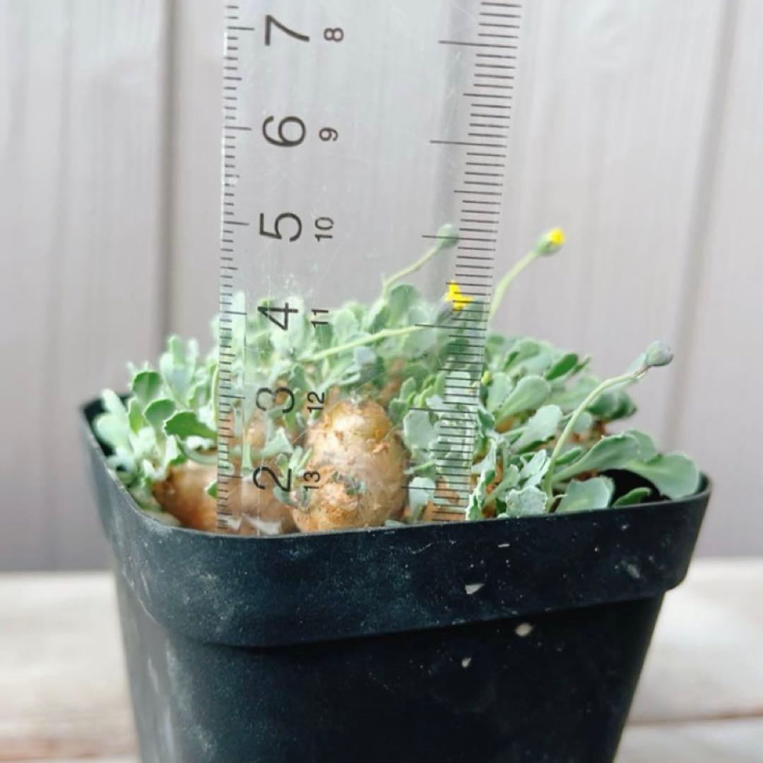 《期間限定販売❗️》『オトンナ カカリオイデス　現地球』極美特大株　発根済