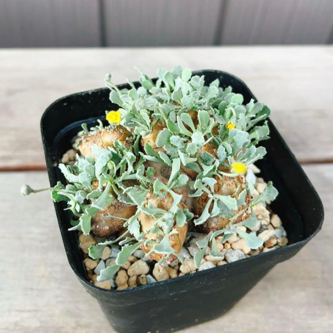 《期間限定販売❗️》『オトンナ カカリオイデス　現地球』極美特大株　発根済