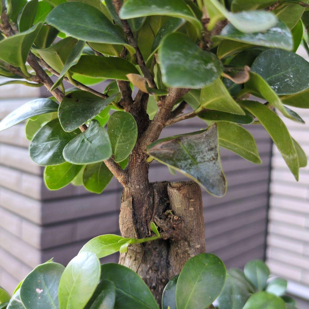 最安値 観葉植物 台湾ガジュマル 盆栽仕立て S字仕立て 接ぎ木 昇り龍