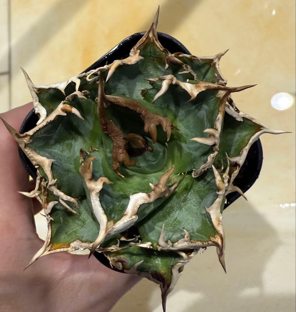 鉢ごと発送】アガベ チタノタ 清櫻 発根済み【強バンド・陽炎・低重心