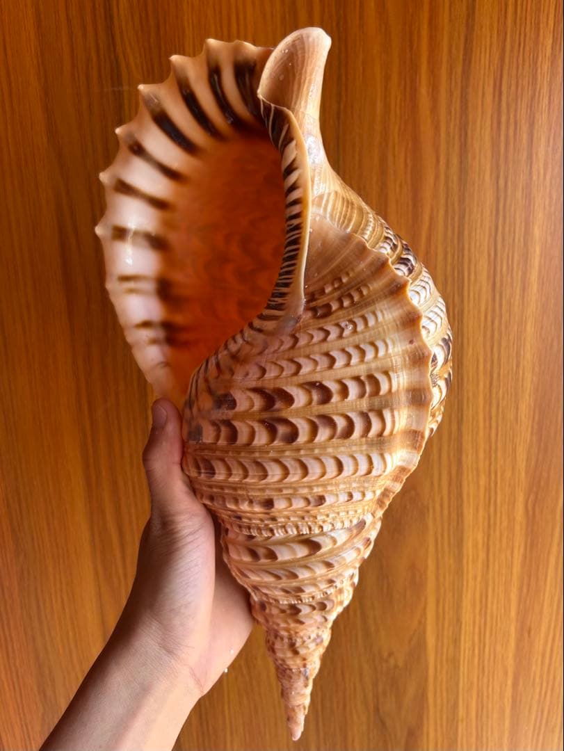 39.5cm(直線) 法螺貝　蓋付