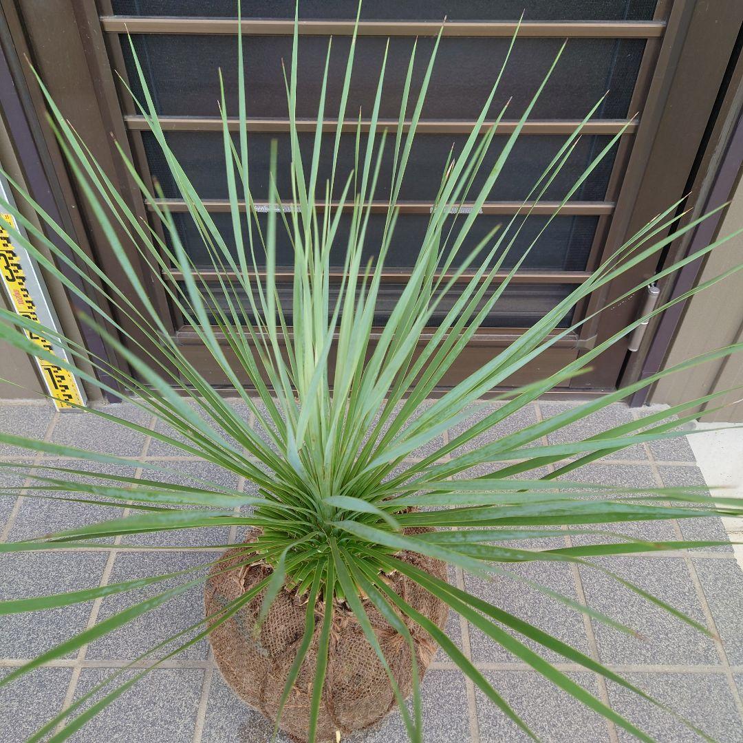 ユッカ ロストラータ《H=約70㎝》290