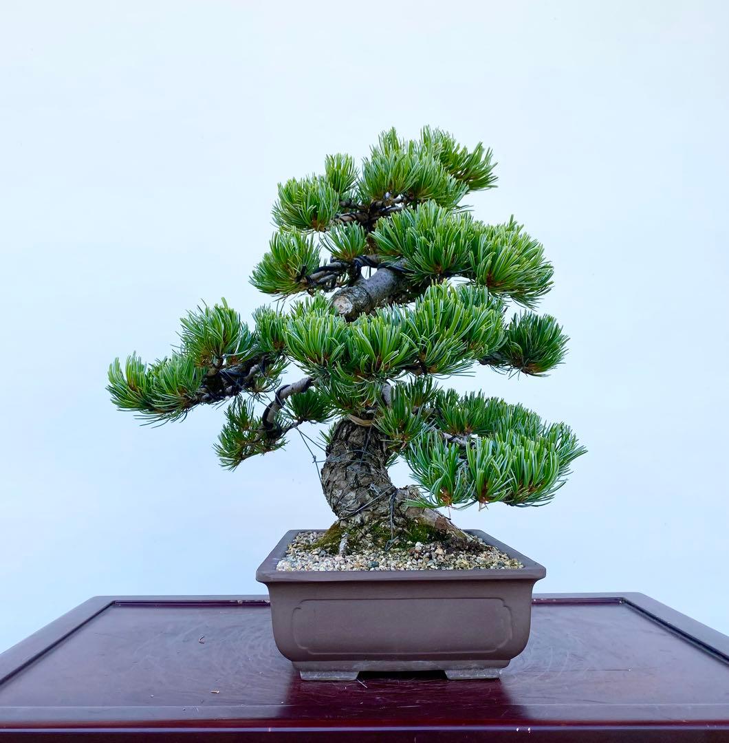 白木盆栽園 宮島五葉松 盆栽 樹高39センチ 黒松赤松五葉松真柏雑木趣味