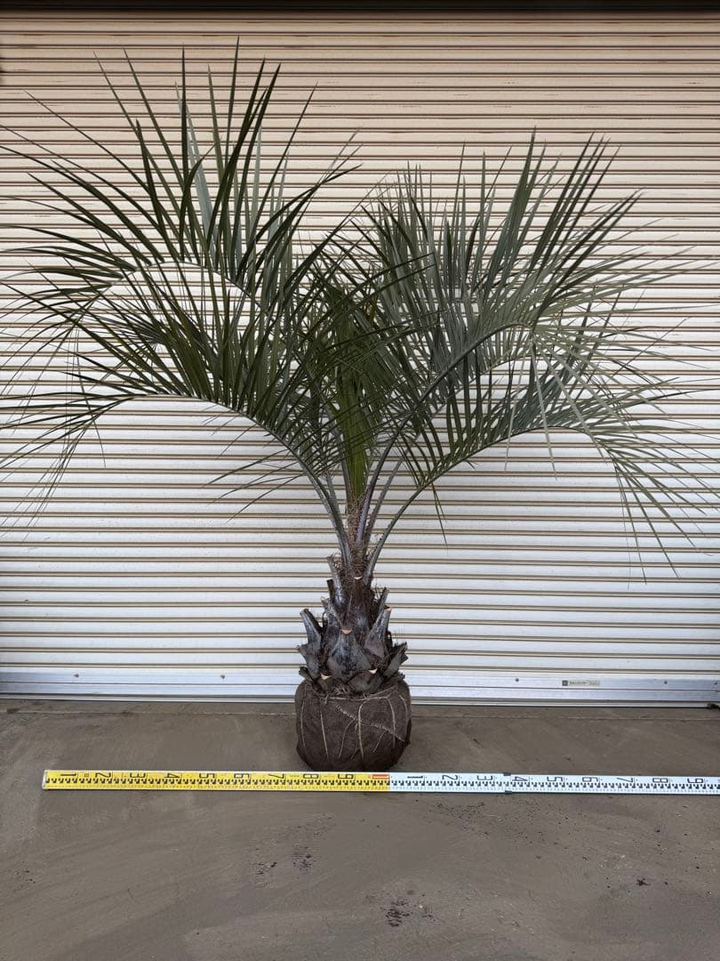 送料込み ココスヤシ シルバーリーフ 幹極太 形状良 庭木 シンボル