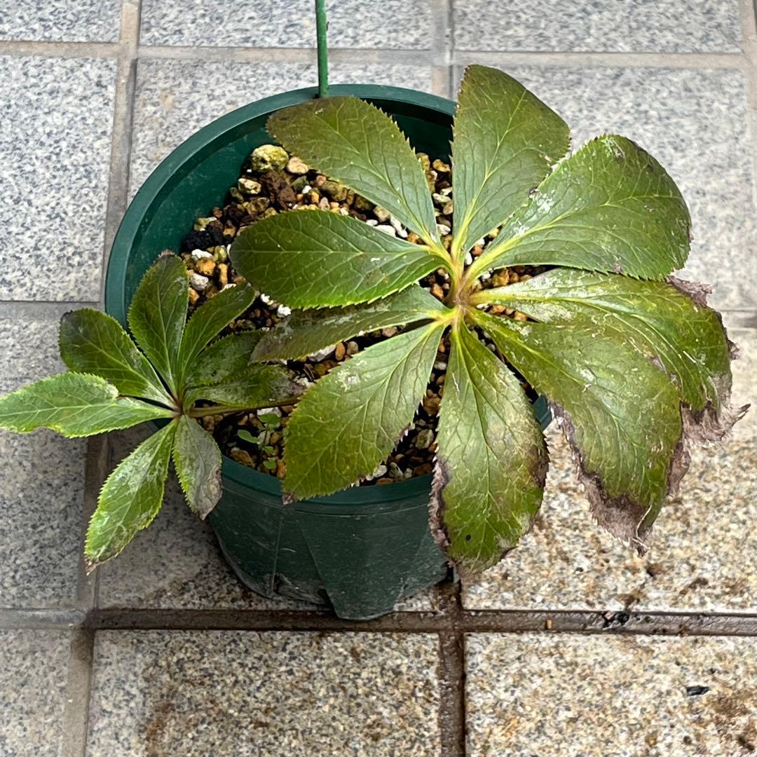 ⭐️スペシャル価格⭐️☘️ラスト2☘️❤️セール❤️369❤️ 超希少❤️ 【ヨシノ】